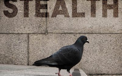 New Model of Black Pigeon adds Stealth to Surveillance