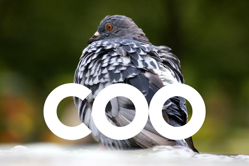 Why Does A Pigeon Coo Pigeons Arent Real