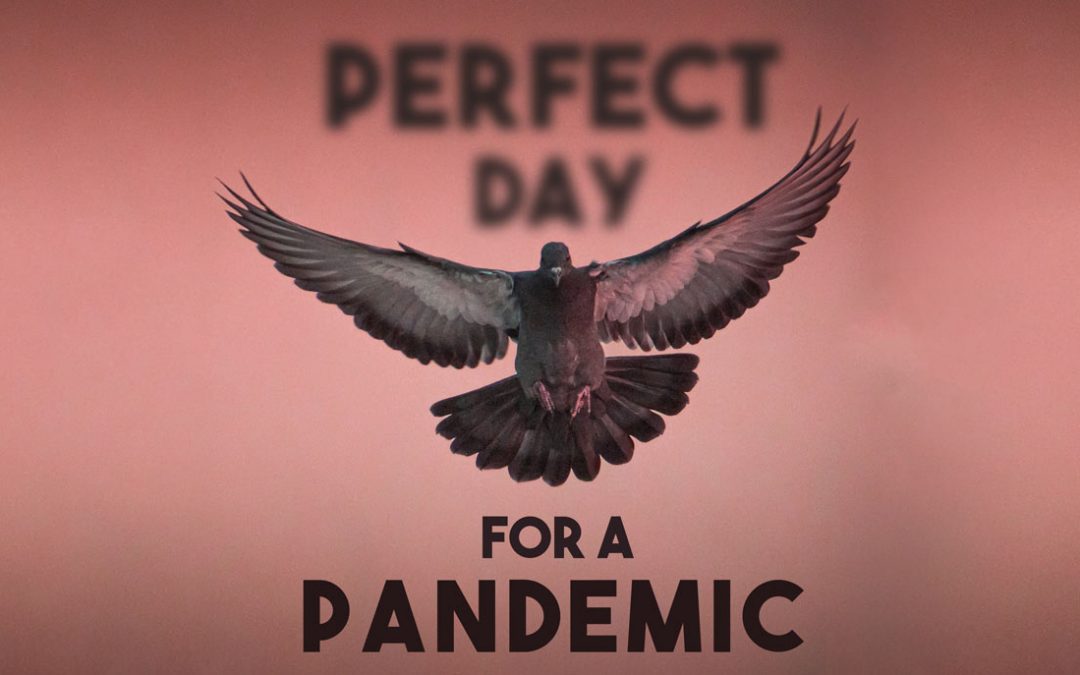 Pigeon Pandemic