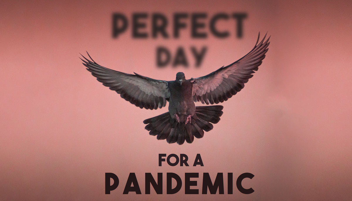 pigeon pandemic