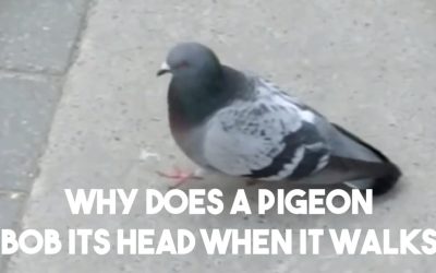 Why Do Pigeons Bob Their Heads When They Walk