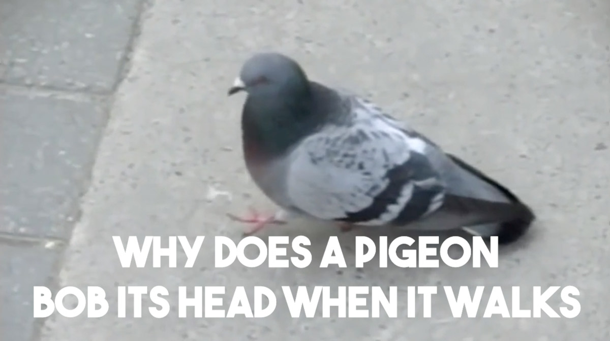 Why does a pigeon bob its head when it walks