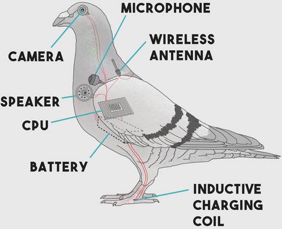 Pigeons Aren T Real The Truth About Government Surveillance Drones