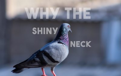 Why do pigeons have shiny iridescent necks?