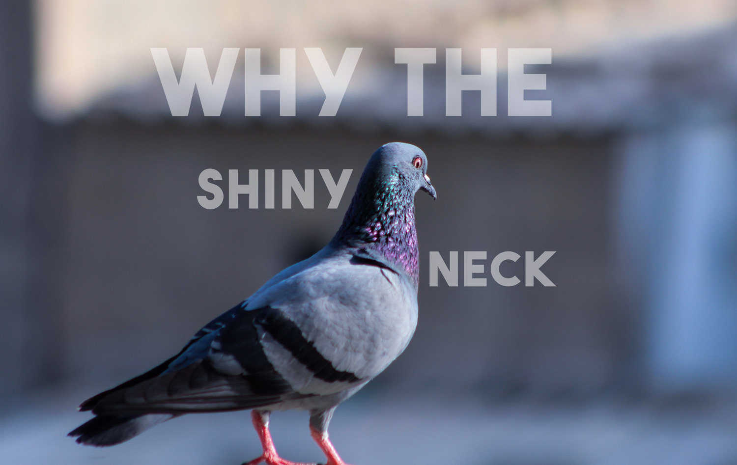pigeons shiny iridescent necks