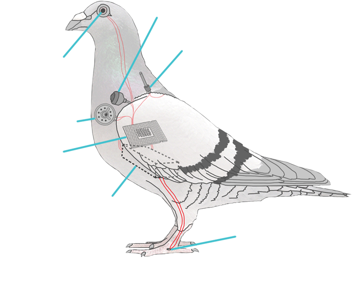 Pigeon Drone Blueprint